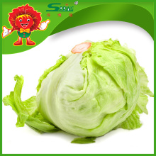 Premium Lettuce Lieferant, Bio Eisberg Salat, China wachsen Kopfsalat